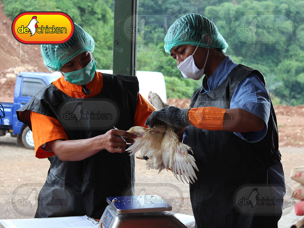 Yuk , Kenali Ciri-Ciri Ayam Sehat dan Ayam Sakit