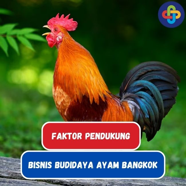 Faktor-Faktor Yang Mempengaruhi Kesuksesan Bisnis Budidaya Ayam Bangkok