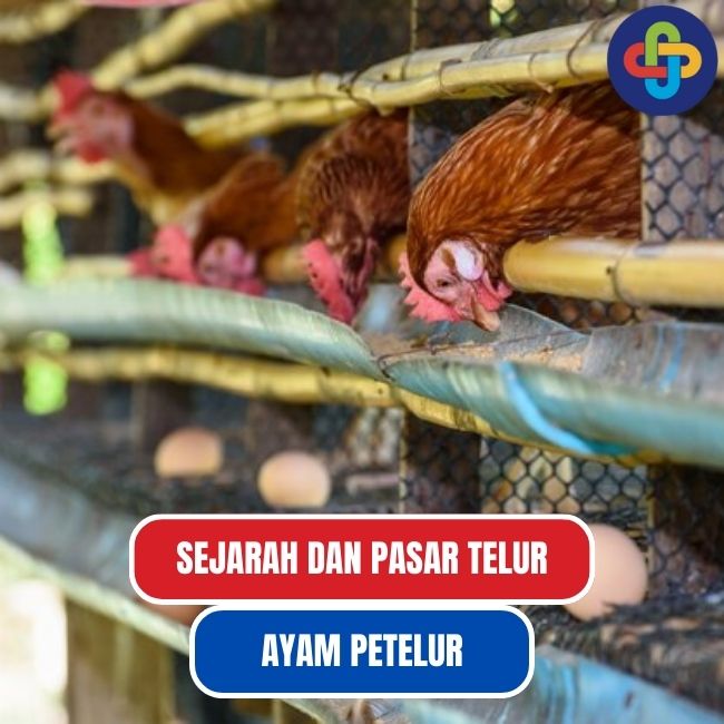 Mengenal Lebih Dekat Apa Itu Ayam Petelur dan Sejarahnya