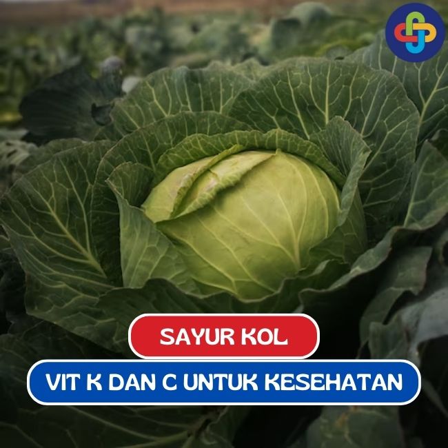 Manfaat Kol Yang Tinggi Kandungan Vit K dan Vit C